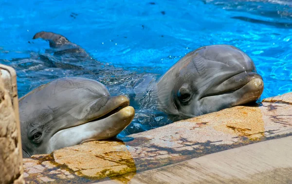 Two Dolphin Looking Its Trainer Waiting His Command — Stock Photo, Image