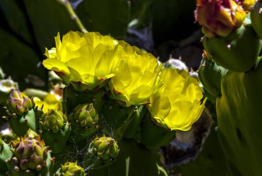 San Diego, CA parkında açan güzel sarı kaktüsler..