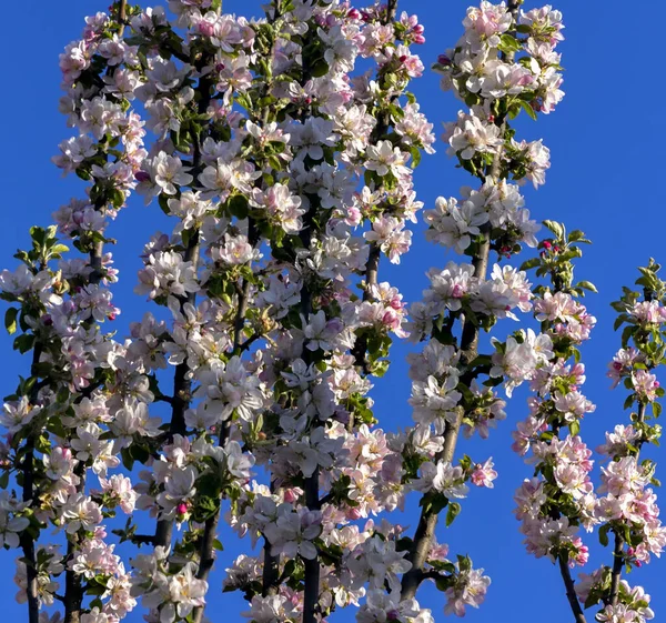 Fiore Melo Con Fiori Una Soleggiata Giornata Primaverile — Foto Stock