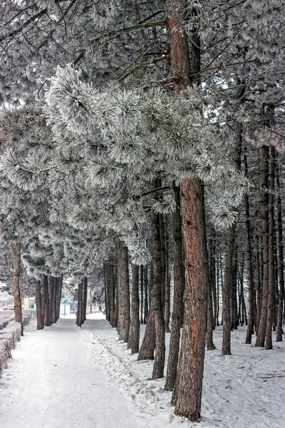 Όμορφο Δρομάκι Από Χιονισμένα Πεύκα Στο Pyatigorsk Χειμερινή Ημέρα — Φωτογραφία Αρχείου