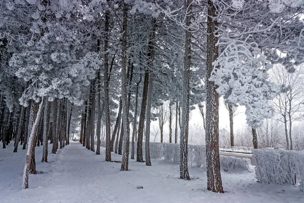 Träd Snön Vinterparken — Stockfoto