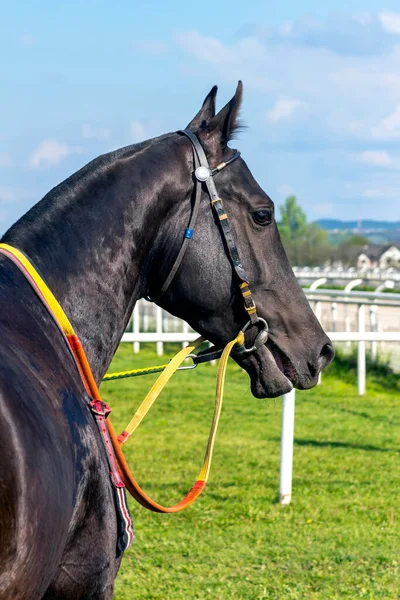 Retrato Caballo Akhal Teke Semental Negro Cuatro Años Del Hipódromo —  Fotos de Stock