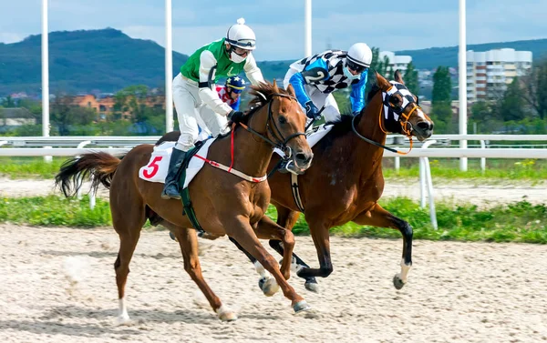 Pyatigorsk Russia May 2020 Finish Horse Race Introductory Prize Pyatigorsk — Stock Photo, Image