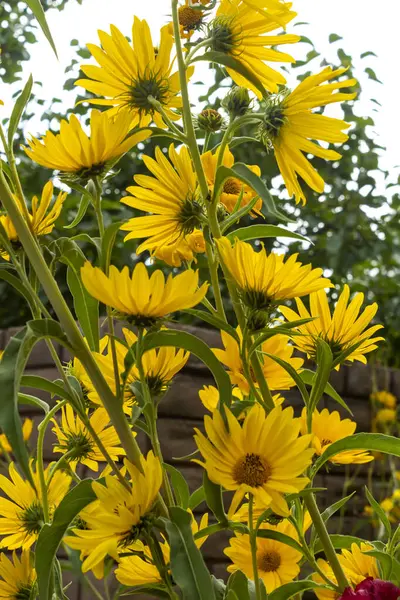 Sárga Virágok Kertben Colorado — Stock Fotó