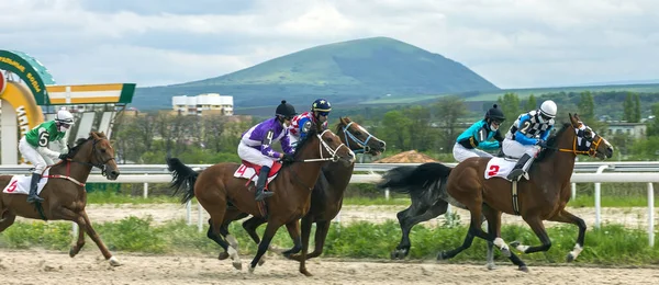 Pyatigorsk Rússia Maio 2020 Corrida Cavalos Para Prémio Introdutório Hipódromo — Fotografia de Stock