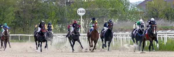 Pyatigorsk Ryssland Maj 2020 Hästkapplöpning För Maj Pris Pyatigorsk Hippodromen — Stockfoto