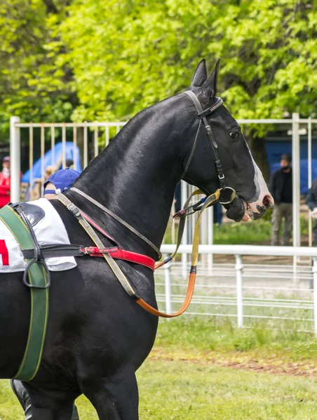 Egy Akhal Teke Fekete Portréja — Stock Fotó