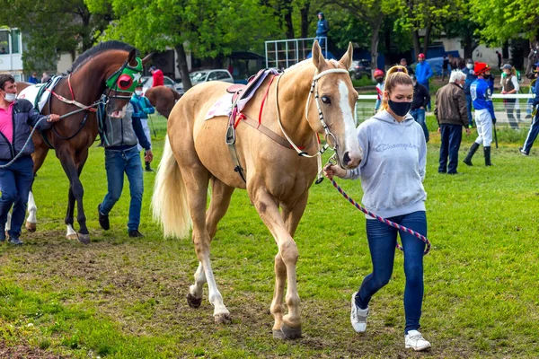 Pyatigorsk Russia Maj 2020 Przed Wyścigiem Konnym Nagrodę Otwarcia Sezonu — Zdjęcie stockowe