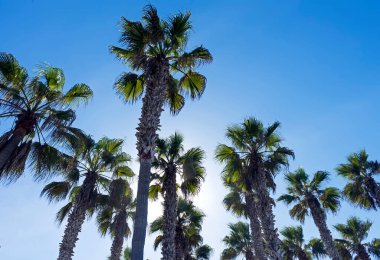 Palmiye ağaçları ve mavi gökyüzü California, ABD. 