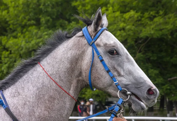 Portret Van Een Grijze Merrie Voor Paardenrace — Stockfoto