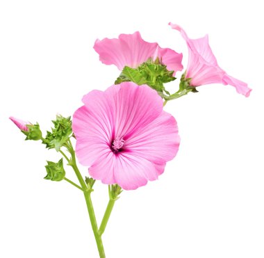 Beyaz arkaplanda izole edilmiş güzel pembe çiçek