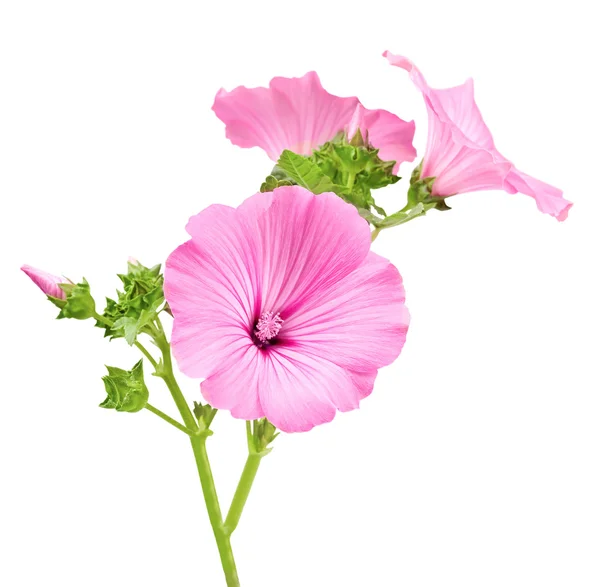 Красива рожева квітка ізольована на білому тлі — стокове фото