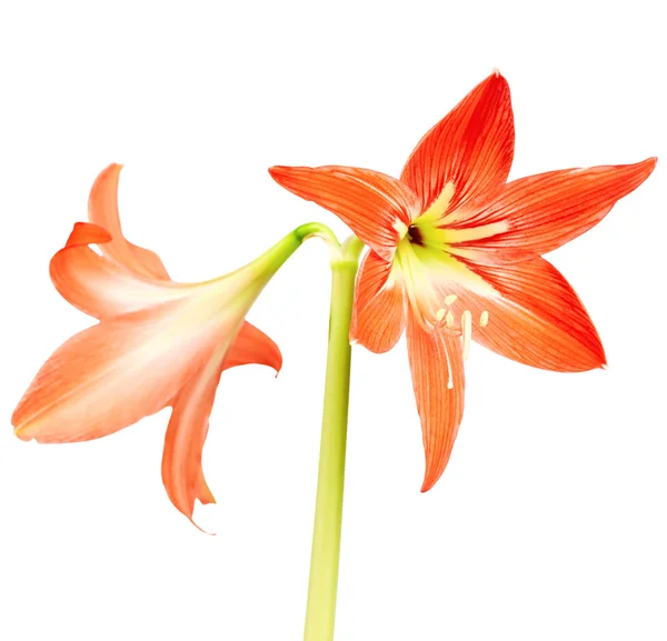 Taglilie isoliert auf weißem Hintergrund — Stockfoto
