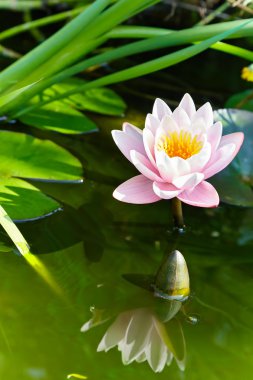 Su arka plan üzerinde çiçek açan lotus çiçeği