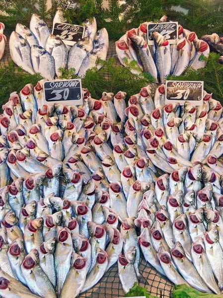 Freshly caught fish on the counter of a fish store in Turkey, Is — Stock Photo, Image