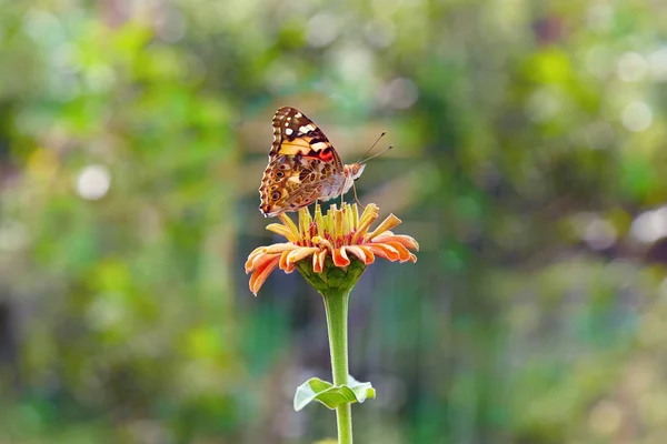 Маленькая черепаховая бабочка на цветке циннии — стоковое фото