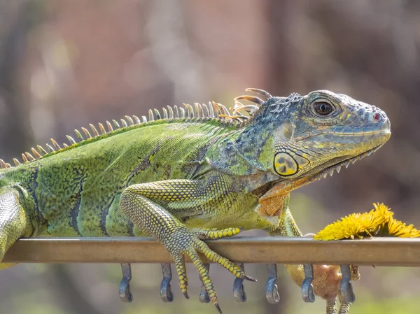 Iguana se prélasse dans les rayons du soleil printanier — Photo