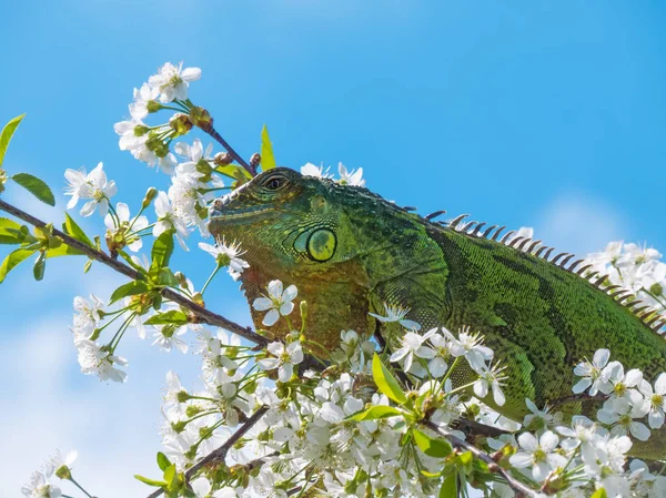 Iguana siedzi na szczycie wiśniowe drzewo i patrzy — Zdjęcie stockowe