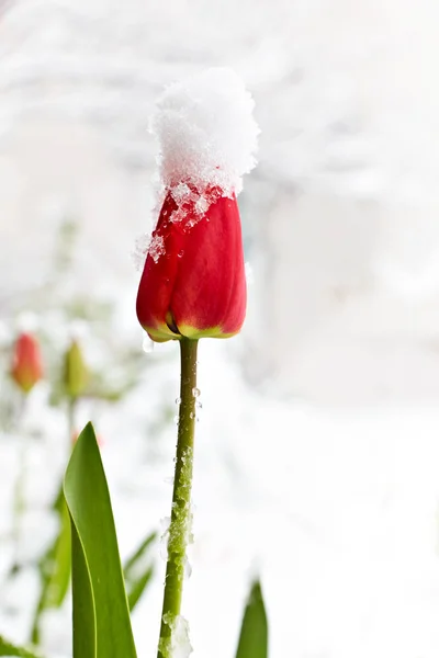 Tulipa na neve. Na flor está um chapéu feito de neve . — Fotografia de Stock