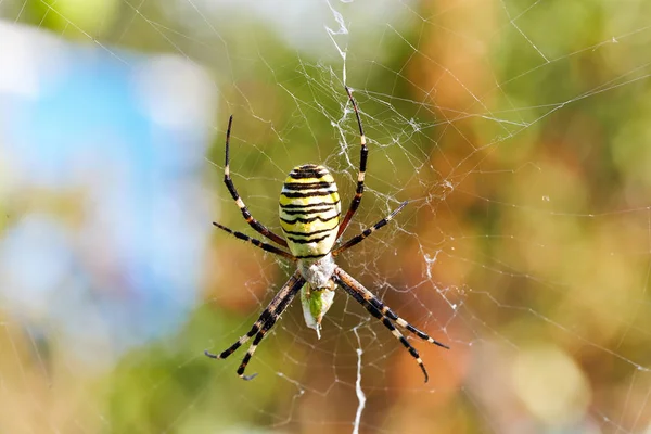 Смугастий павук (Argiope bruennichi, оса павук) їсть свою здобич i — стокове фото
