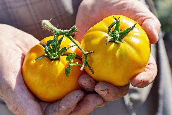 Tomates amarillos en las manos de una anciana —  Fotos de Stock