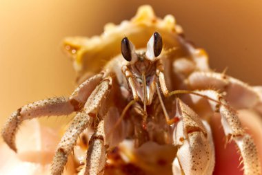 Red Sea, Mısır yengeç. Portre yakın çekim.