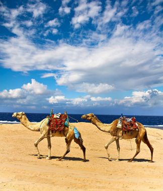 Red Sea, Mısır kıyısında güzel sedanter Develer.