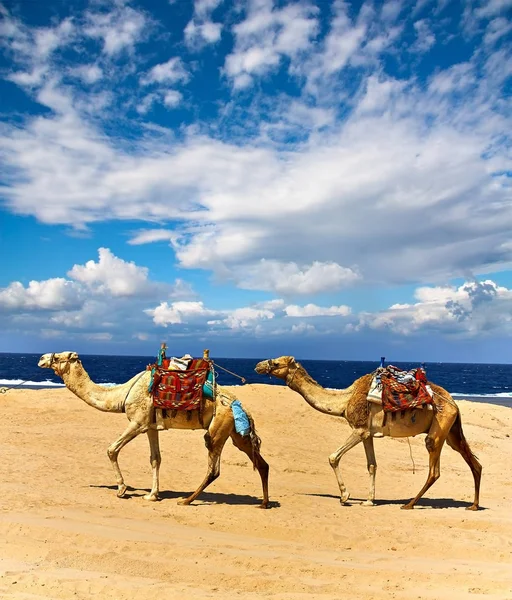 Krásné přisedlých velbloudy na pobřeží Rudého moře, Egypt. — Stock fotografie