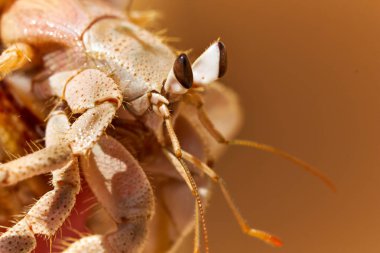 Kızıl denizden yengeç. Portre profil yaklaşım ile