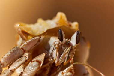 Red Sea, Mısır yengeç. Portre yakın çekim.