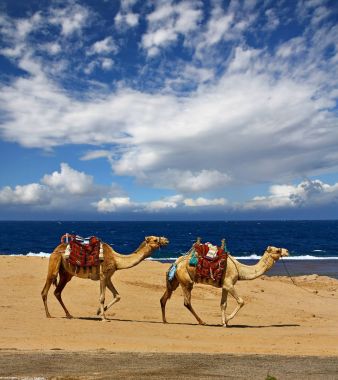 Red Sea, Mısır kıyısında güzel sedanter Develer.