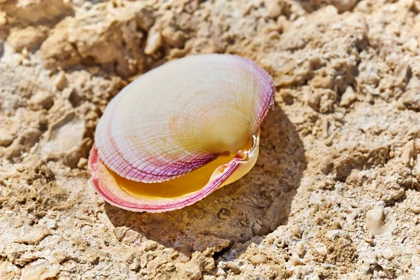 Beautiful Seashell Shore Red Sea Egypt — Stock Photo, Image
