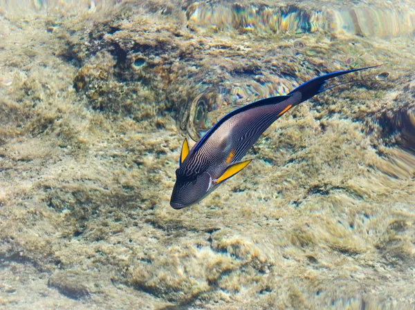 Sohal surgeonfish (Acanthurus sohal) in ondiep water van de rode — Stockfoto