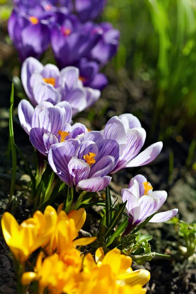 Multi-colored crocuses among garden grass. Natural background. — Stock Photo, Image