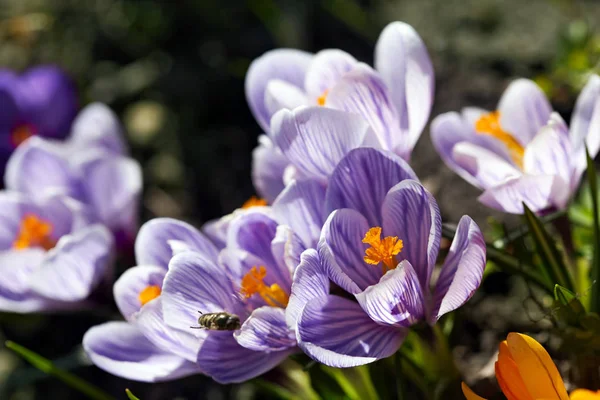 Multi-colored striped crocuses among garden grass. Royalty Free Stock Images