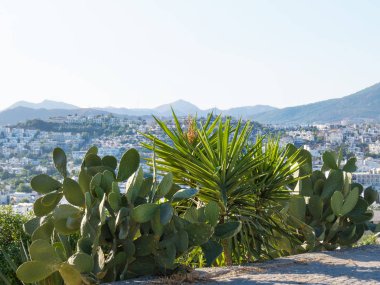 Bodrum panoramasının arka planında güzel yukka ve dikenli armut var. Türkiye.