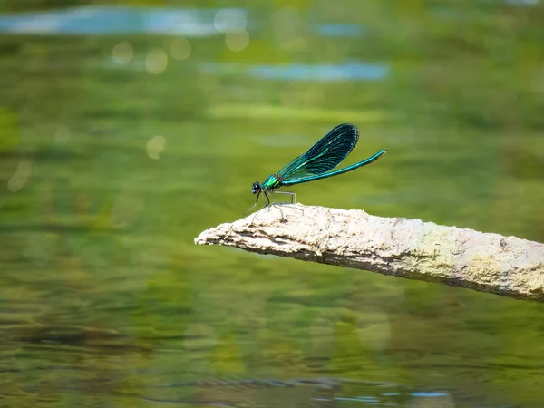 Красивая Ярко Голубая Стрекоза Фоне Речной Воды — стоковое фото