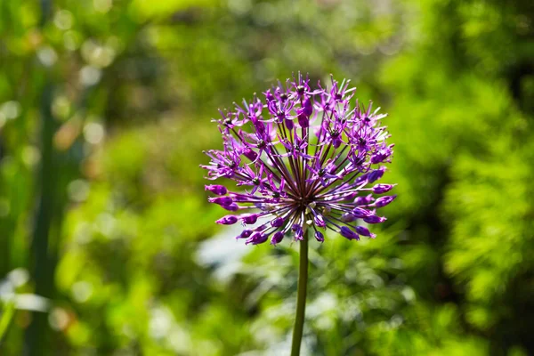 Cebolla Decorativa Floreciente Allium Sobre Fondo Vegetación Jardín — Foto de Stock