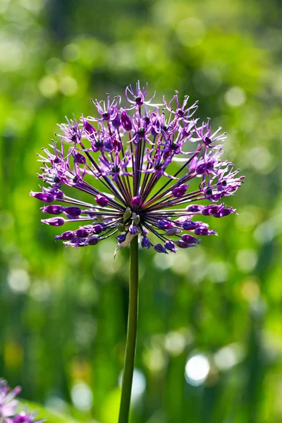 Una Flor Cebolla Decorativa Allium Sobre Fondo Vegetación Jardín — Foto de Stock