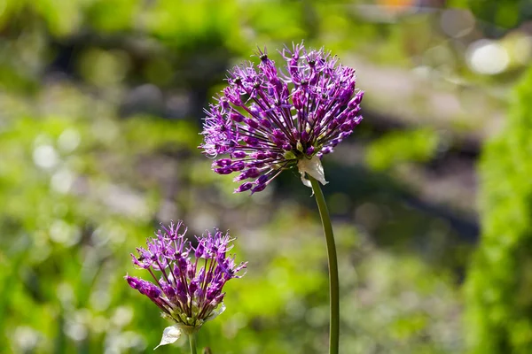 Dos Flores Cebolla Decorativa Allium Sobre Fondo Garde — Foto de Stock