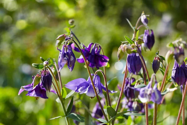 Bahçenin Arka Planında Güzel Mor Çiçekler Aquilegia Vulgaris — Stok fotoğraf