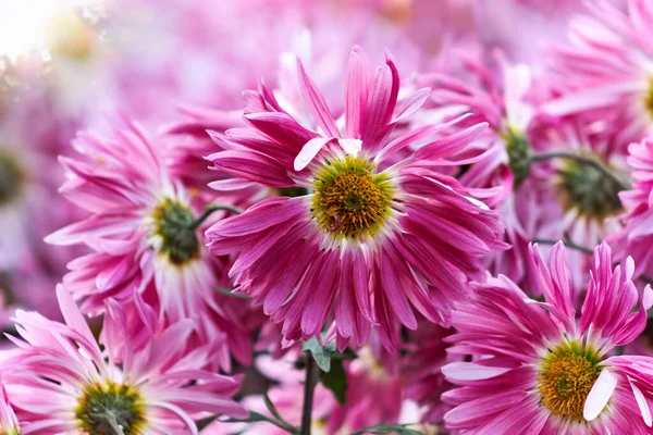 Bellissimi Crisantemi Rosa Nel Giardino Autunnale — Foto Stock