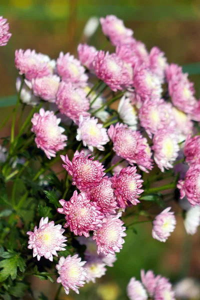 Een Takje Kleine Mooie Lila Roze Chrysanten Prachtige Flora Achtergrond — Stockfoto