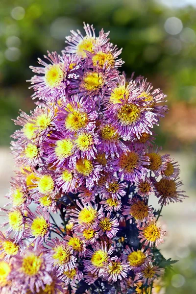 Hermoso Arbusto Crisantemos Lila Con Una Floración Muy Abundante — Foto de Stock