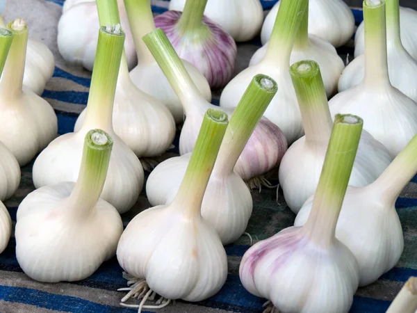 Lot Heads Garlic Harvested Food Background — Stock Photo, Image