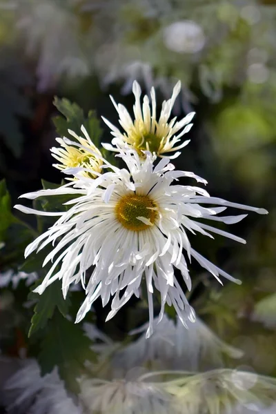 Прекрасные Белые Хризантемы Цветочный Фон — стоковое фото