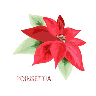 el çekilmiş Atatürk çiçeği