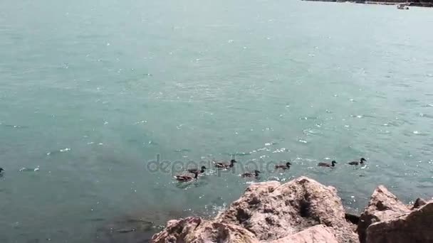 Grupo de patos nadando — Vídeos de Stock