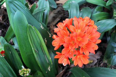 güzel clivia çiçek