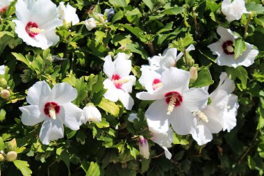 güzel hibiscus çiçek